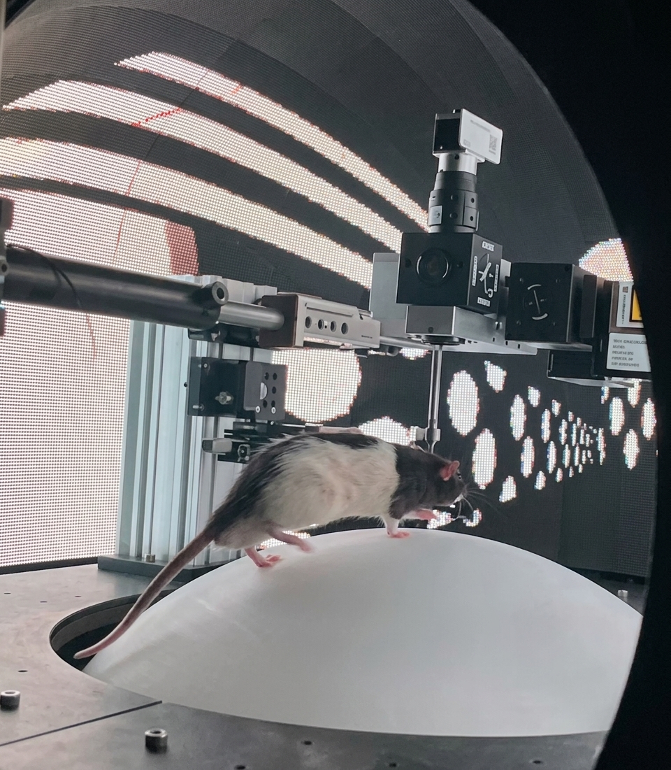 smartVR 动物行为实验