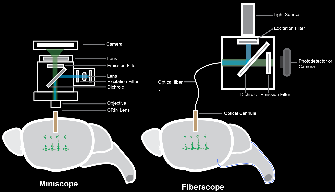 SIMscope 系统结构与用户界面示意